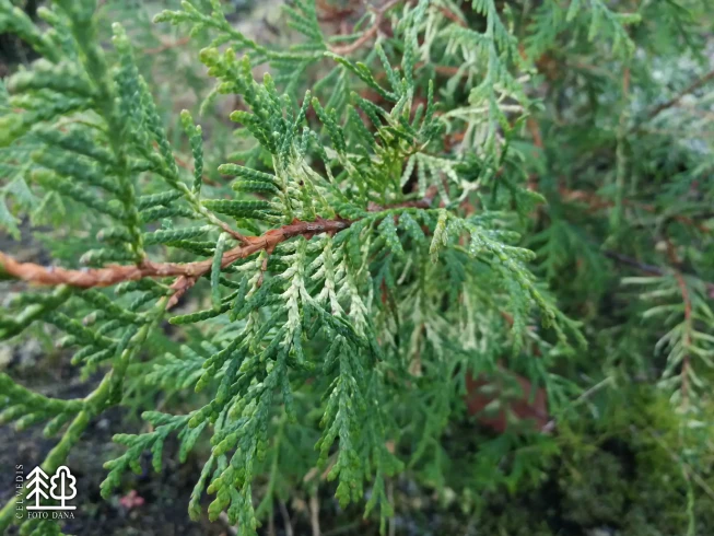 Thuja occidentalis   'Variegata'
